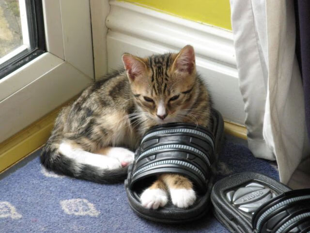 “简阳文体中心羽毛球赛：技术派选手引领世界羽坛新风潮”