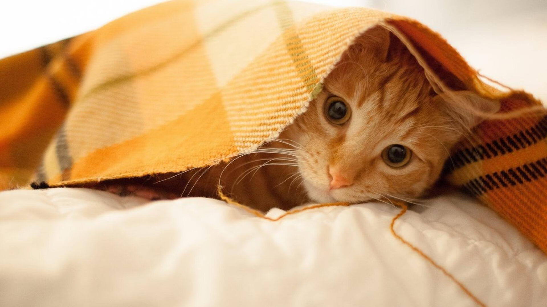 体育新闻中心启动体育视频创作标准体系建设，体育新闻短视频