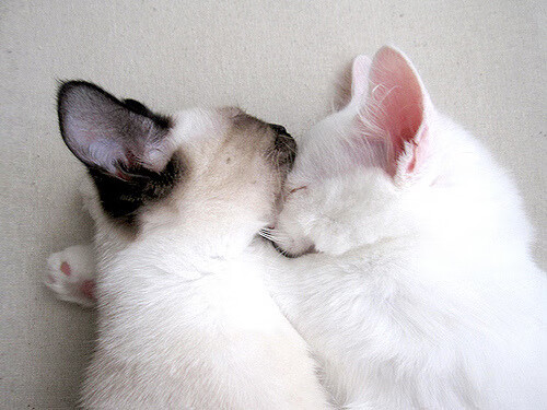 kering.com-美国队赛制解读：团体赛中的阵容选择与战术执行，美国队员