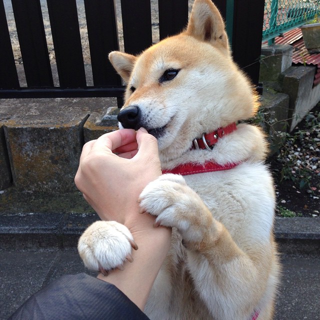 开云体育-“尼古拉斯·桑特基的强硬进攻和精准脚法，助力阿根廷美洲狮队强势崛起”